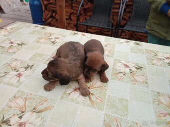 Jezevčík krásná štěňata - 5