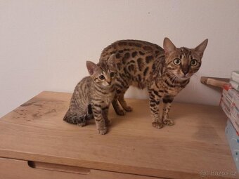 50% bengálské kotě - 5