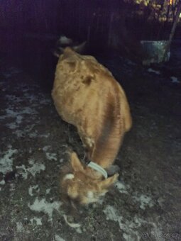 Březí jalovice Yersey - 5