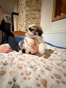 Shih-tzu - 5