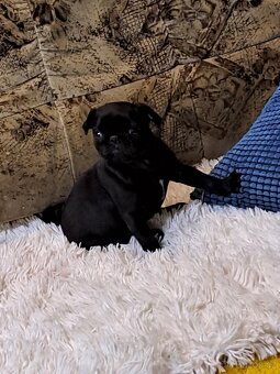 Mops - 5