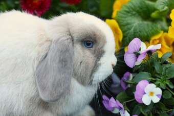 Minilop samička 9 měsíců - 5