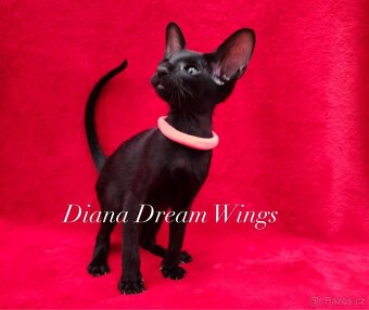 Orientální kočka s PP Diana Dream Wings - 5