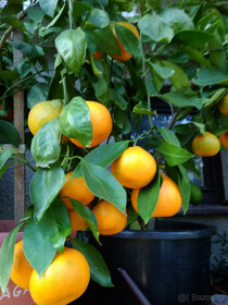 Subtropické rostliny a jiné - 5