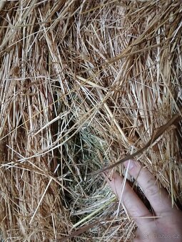 Seno z Vysočiny s dopravou - 5