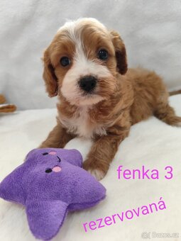 Cavapoo - 5