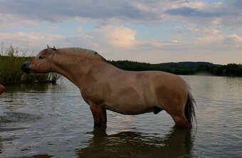 Pronájem valacha - 5