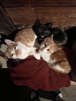 Daruji koťata - 5