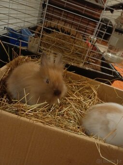 Zakrslí králík - 5