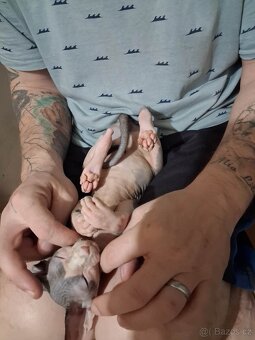 Prodám kotě sphynx - 5