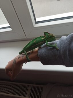 Chameleon Jemenský - 5
