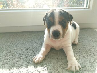 Jack Russell Teriér šteniatka - 5