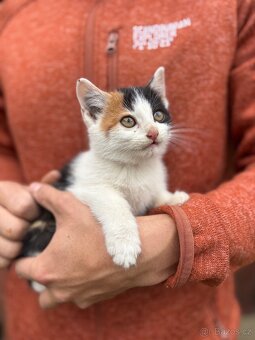 Darujeme koťata - 5