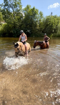 Prodám líbivou klisnu - 5