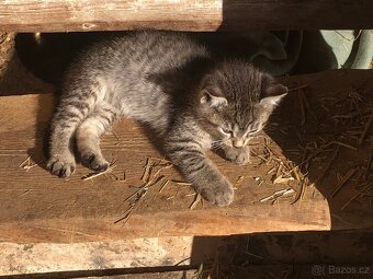 Darujeme koťata - 5