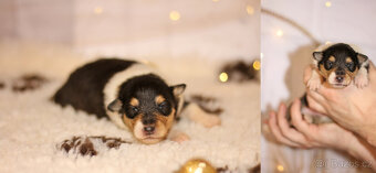 Štěňátka s PP dlouhosrstá kolie - 5