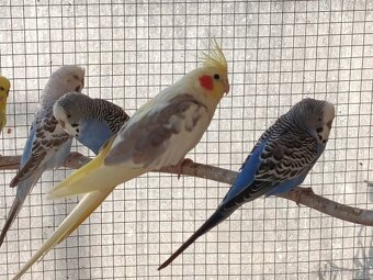 Prodej andulek a korel. - 5