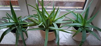 Aloe pravá - 5