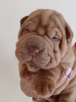Sharpei,šarpej stěně s PP - 5