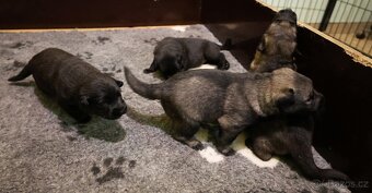 Německý ovčák štěňata s PP - 5