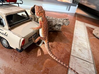 MLÁĎATA AGAMY VOUSATÉ K PRODEJI - 5