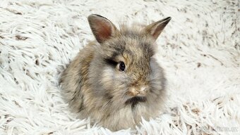 Zakrslý králík, králíček - HARRY - 5