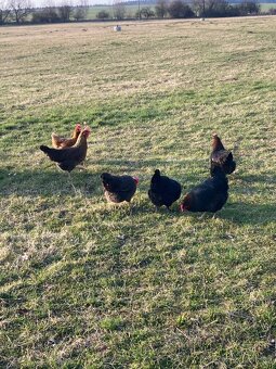 Domácí vajíčka - 5