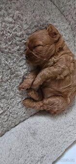 Cavapoo - 5