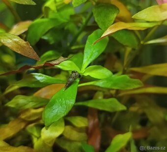 Piskořka vežovitá, akvarijní šnek (Melanoides tuberculata) - 5