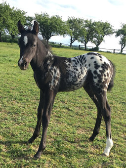 Klisničky Appaloosa k zamluvení - 5