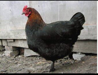 Maranska násadová vajíčka - 5