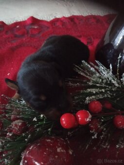 Trpasličí pinč - 5