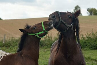 Slezský norik - připouštění - 5