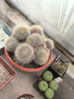 Kaktusy a sukulenty - 5