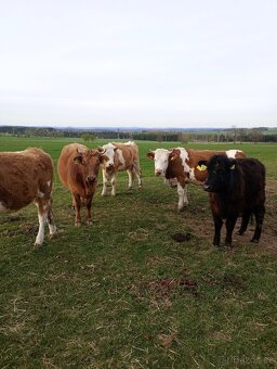 Prodám jalovice - 5