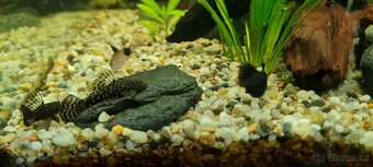 Ancistrus sp. - 5