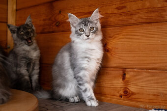 Mainská mývalí koťátka s PP - 5