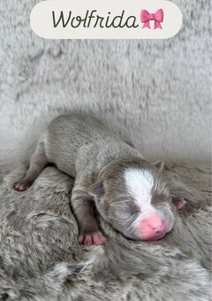 Bostonský teriér s PP - 5