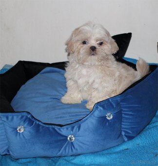 Shih tzu s PP Shih-tzu Shi cu Shi tzu - 5