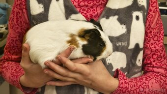 Morče, morčata, morčátka - 5