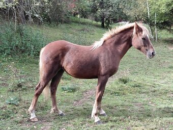 Welsh pony of cob type, sekce C - 5