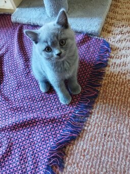 Britská koťátka - 5