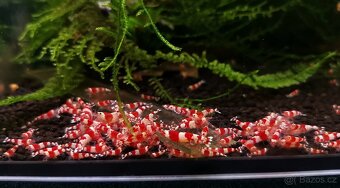 Krevetky Caridina různé druhy - 5