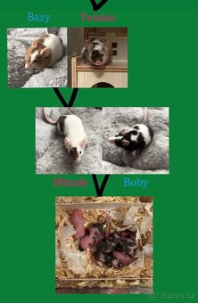 Myš barevná Hobby chov - 5