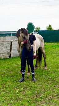 Polský pony - kobylka - 5