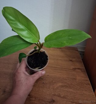 Pokojové rostliny 2 - 5