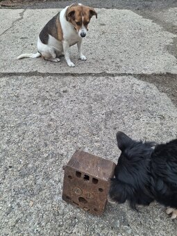 Hlava multicar M21 - 5