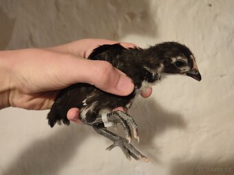 Australka zdrobnělá černá- kuřata - 5