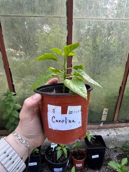 Chilli sazenice Yucatan, Chinese multicolor, Carolina reaper - 5