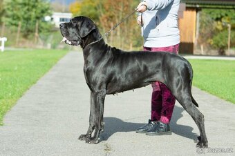 Německá doga, štěnata s PP/ volný modrý pejsek již k odběru - 5